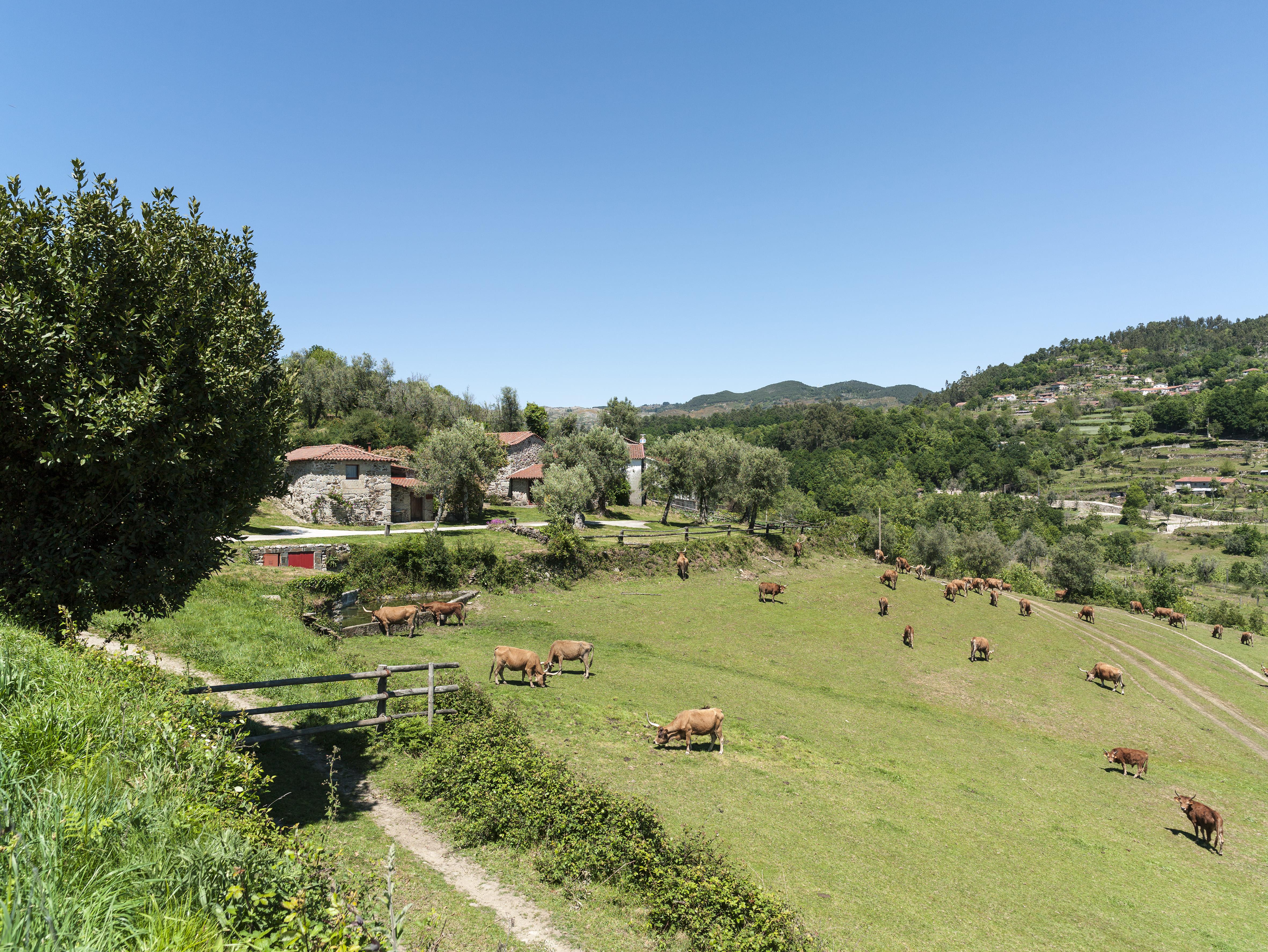 Вилла Quinta Do Rapozinho Кабесейраш-ди-Башту Экстерьер фото